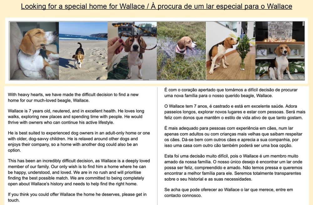 Beagle muito querido procura um lar especial