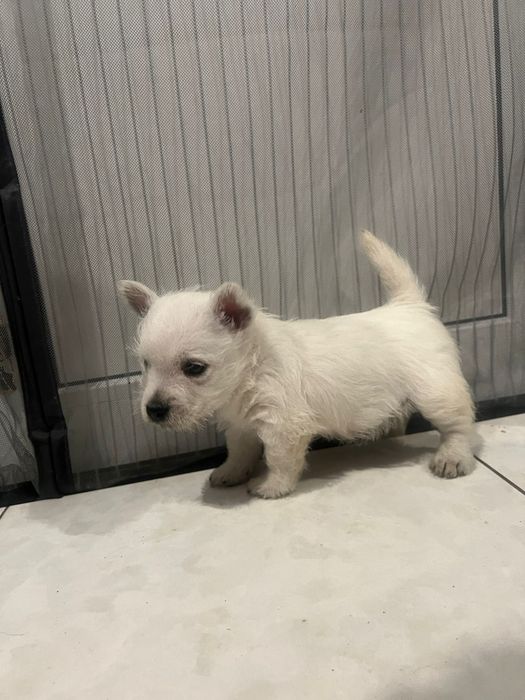 Вест хайленд вайт терьер