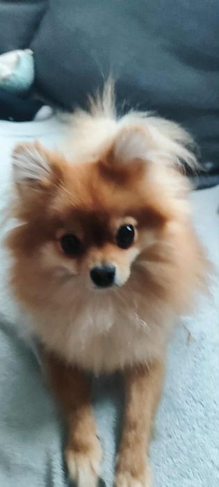 Szpic miniaturowy suczka