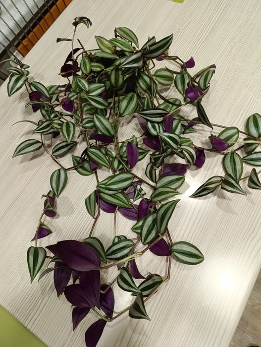 Традесканция Зебрина