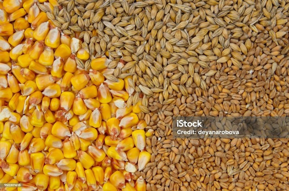Продам пшеницю, ячмінь, овес, кукурудзу, сою