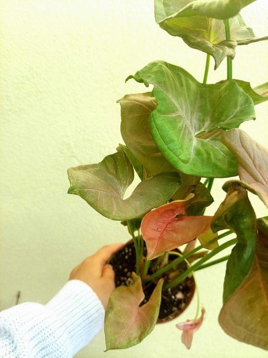 [Planta] Syngonium Neon Rosa