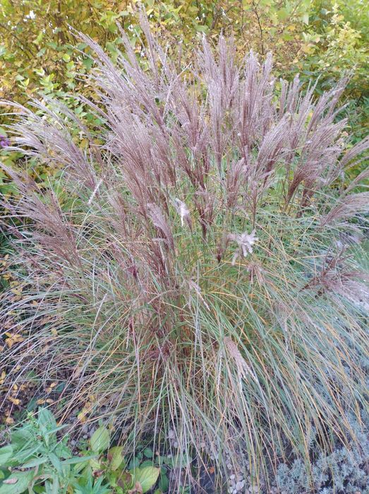 Trawy ozdobne Miskanty chińskie czerwone różne