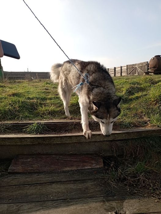 Продам Хаскі кобля