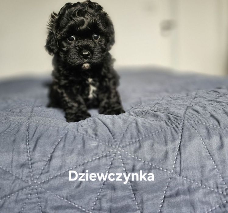 Ekskluzywna czarna Dziewczynka  Maltipoo