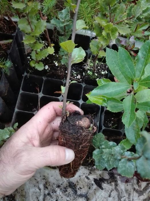 Azinheiras e sobreiros