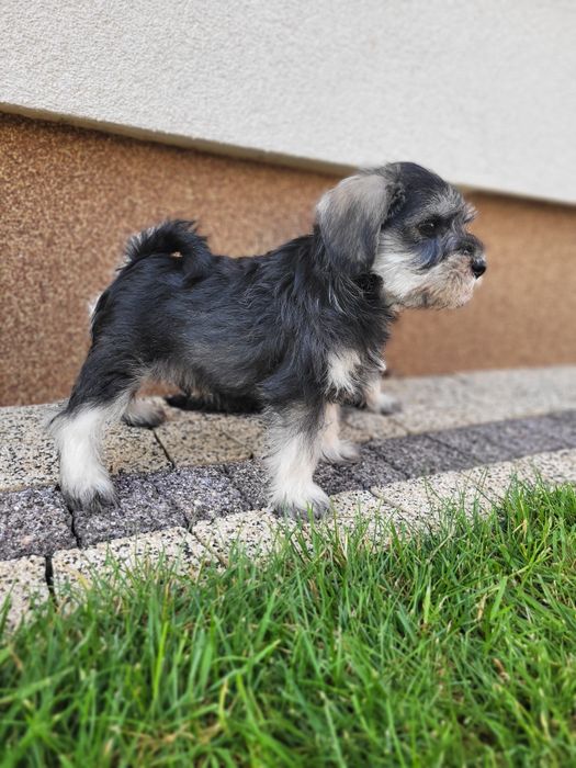 Sznaucer Miniaturowy Pieprz i Sól