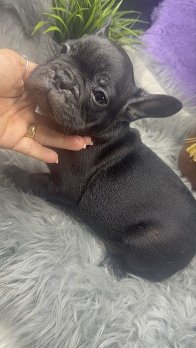 “MENINO”Buldogue Frances “Blue Sólido”