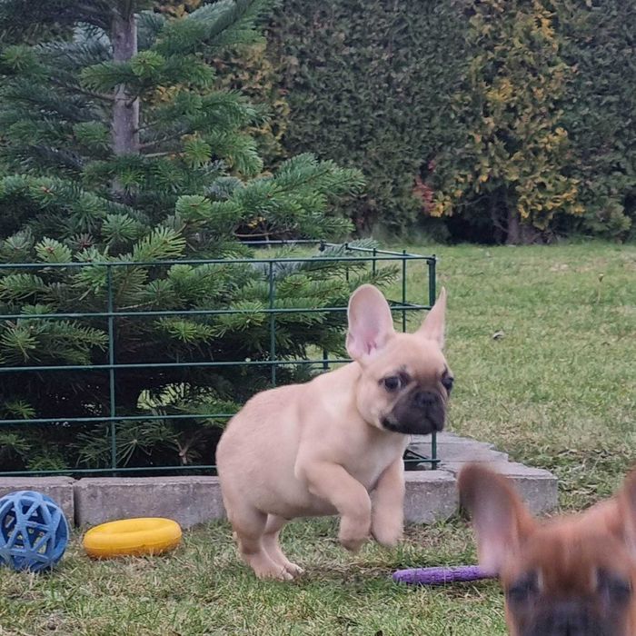 Buldog Francuski FCI, chłopiec,   szczeniak gotowy do zmiany domu