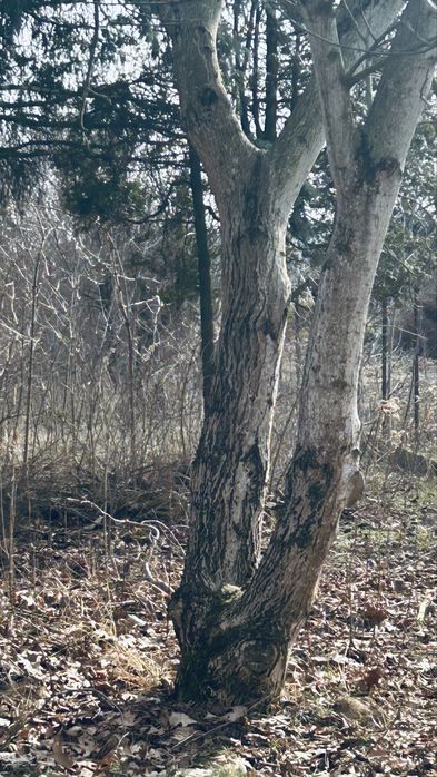 drewno orzech włoski na tarcice do ścięcia