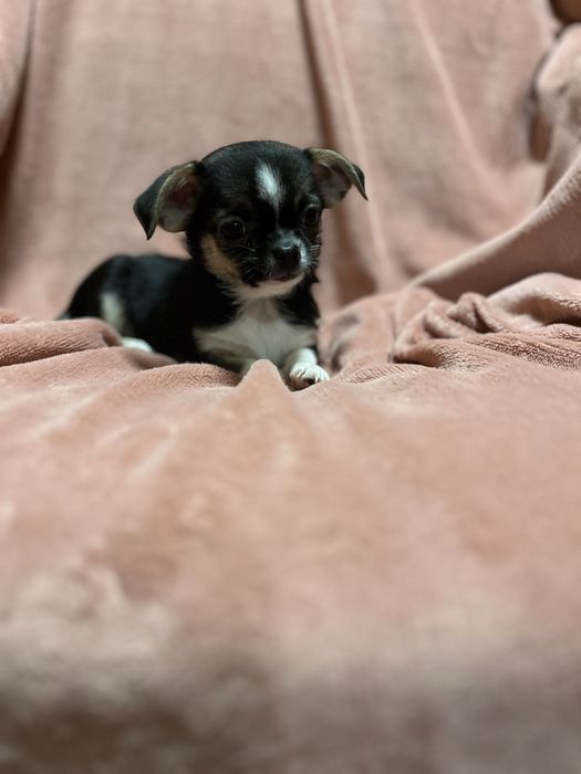 Chihuahua Krótkowłosa z Rodowodem