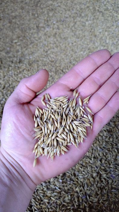 Pszenica, pszenżyto, owies