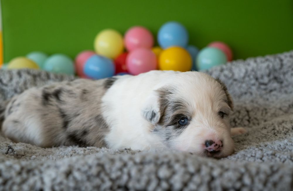 Border collie szczeniak suczka ZKwP/ FCI