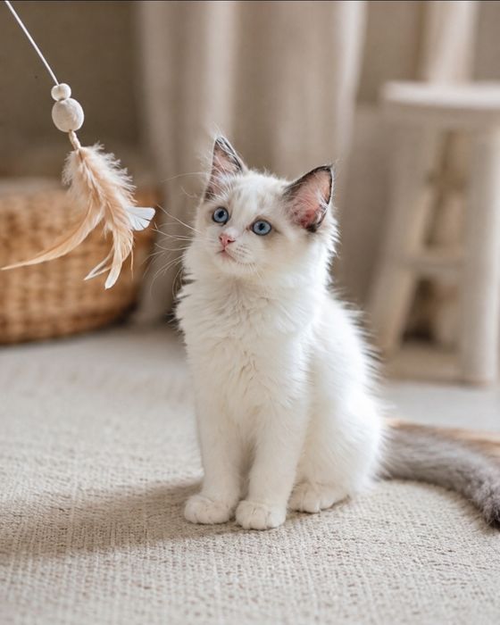 Kociak Ragdoll  już do odbioru
