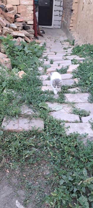 Віддам в добрі руки