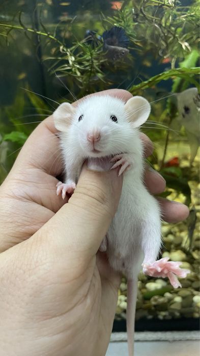 Пацюки дамбо, крисята хаскі, голубі , крысы