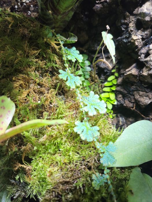 Selaginella uncinata