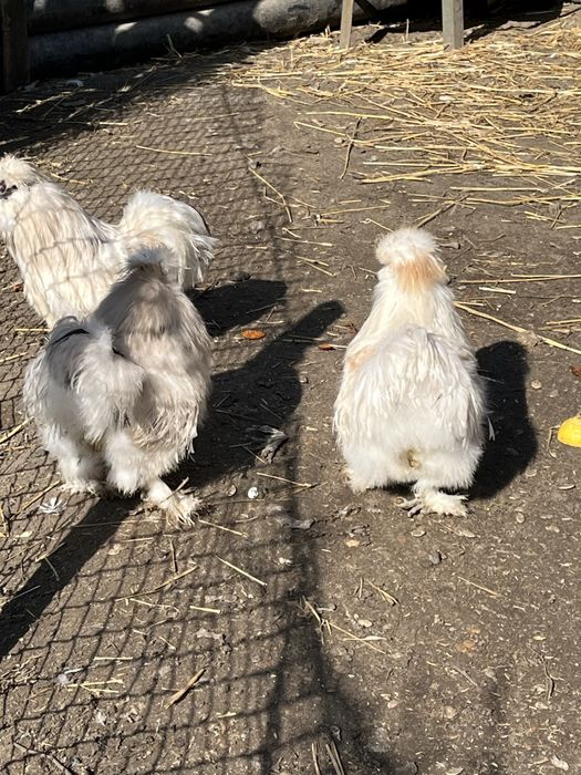 Koguty Silki  kurka jedwabista