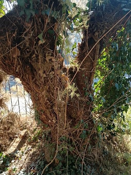 Drzewo za darmo do wycięcia