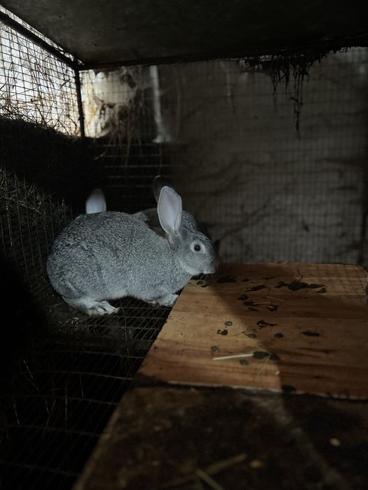 Подам Кролики порода шиншила