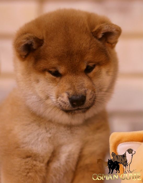SHIBA Сиба (Шиба) Ину питомник OSMAN GUYJE