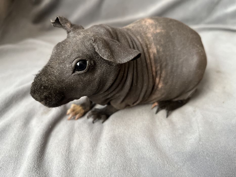 Świnki Skinny - dziewczynki, wysyłam