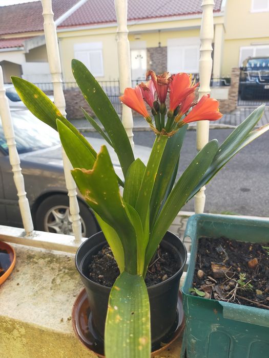 Vendo plantas de vaso ou de jardim