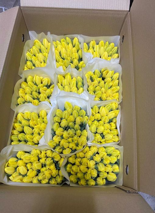 Тюльпани к 8 березня оптом і в роздріб від виробника з доставкою
