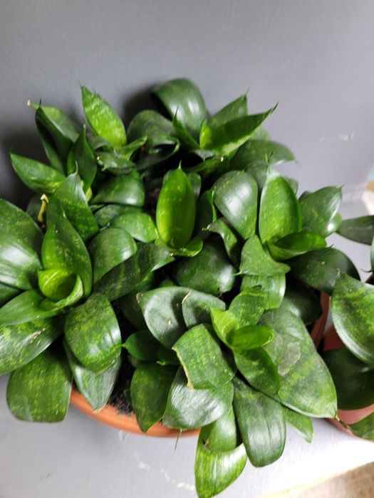 Сансевиерия  хани низкорослая,тещин язык,щучий хвост