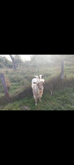 Продається гарний цапок