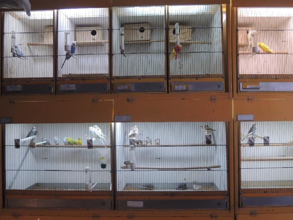 Papuga nimfa,Papuga nimfa