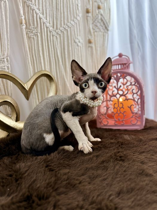 Kocurek Zeus devonrex Wcf rodowód