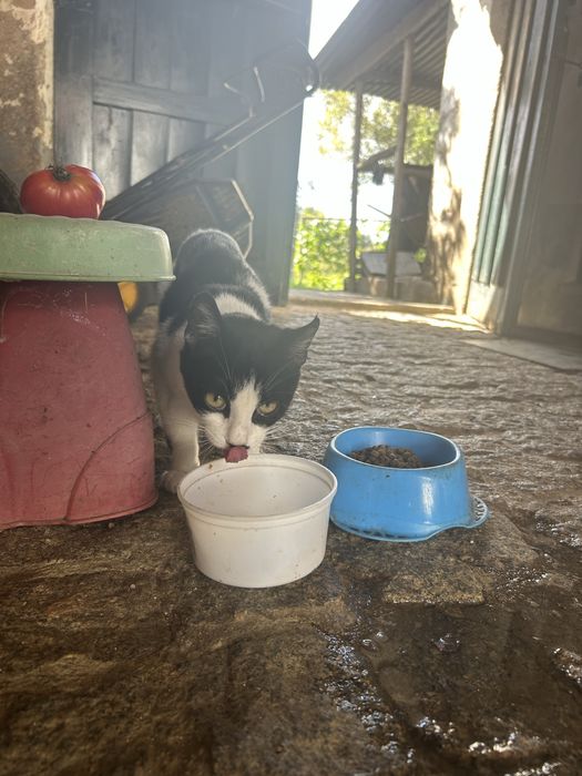 Gatinha para adoção responsável