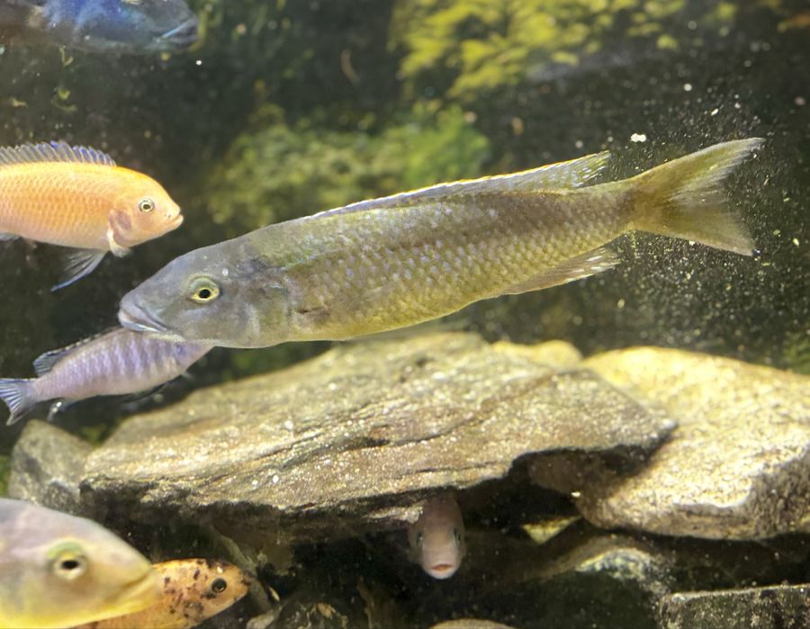 Pyszczak champsochromis caeruleus