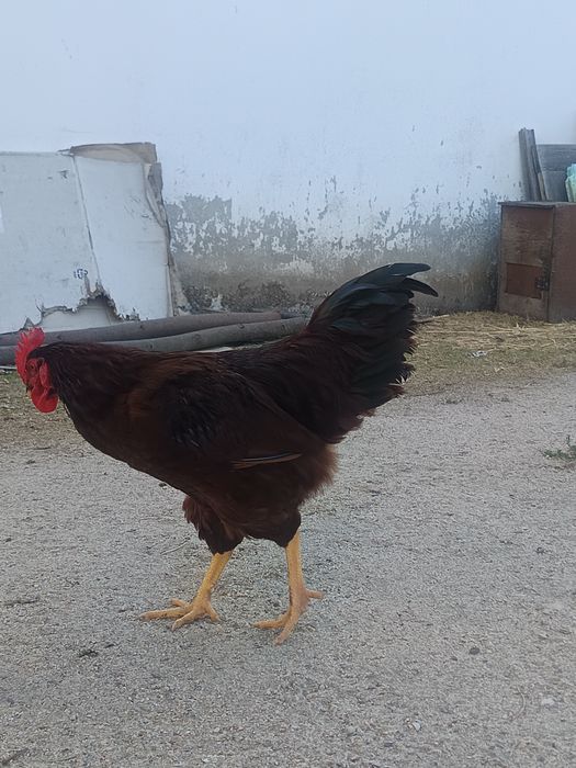 Rhode Island red puros