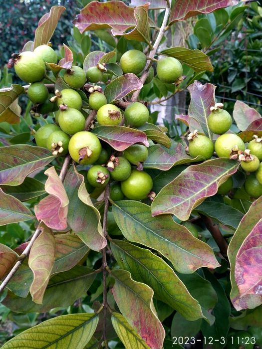 Árvore de Araça Cacho