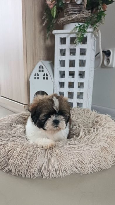 Shih- tzu.Gotowe do odbioru.