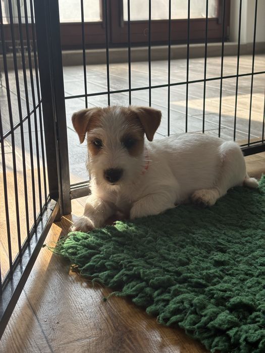 Juck Russell Terrier HODOWLA FCI ZKwP