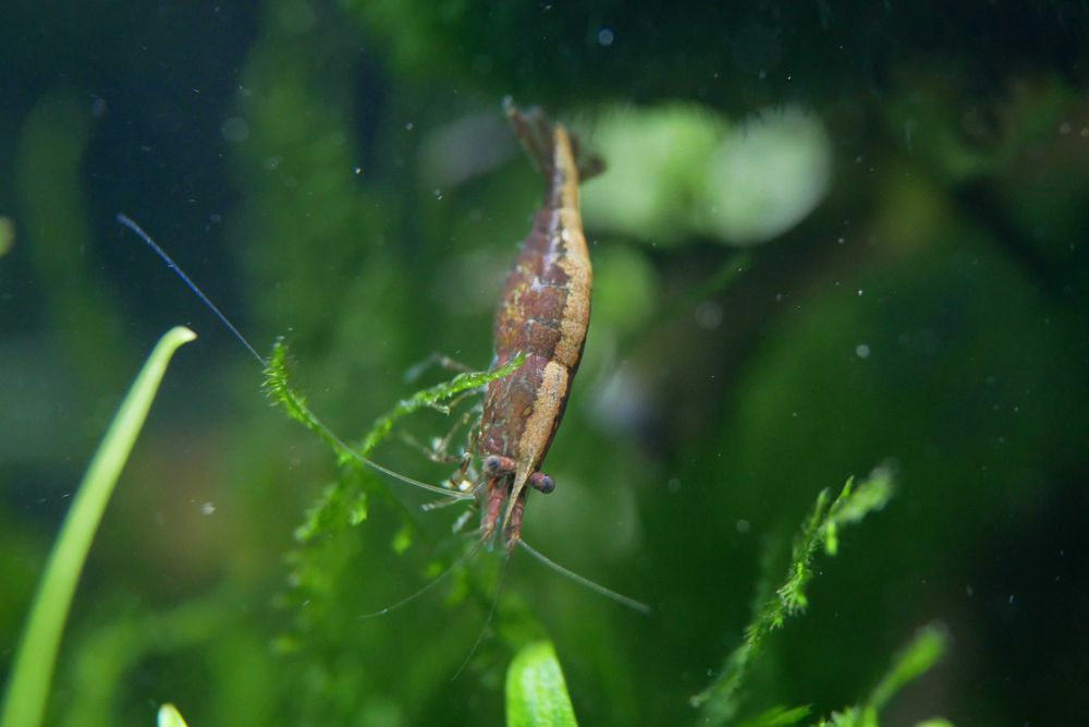 Krewetki Neocaridina - kundelki (różne kolory)