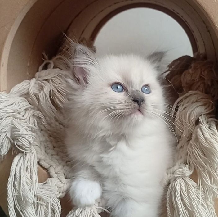 Ragdoll kociak FPL
