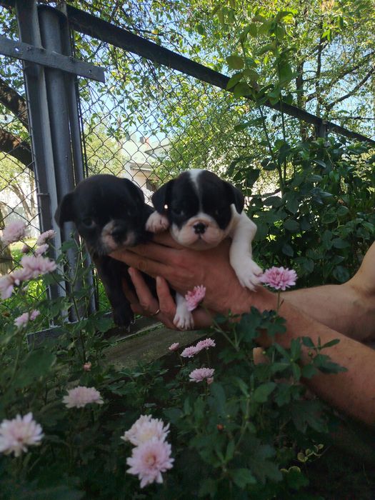 Терміново  продаються цуценята французького бульдога