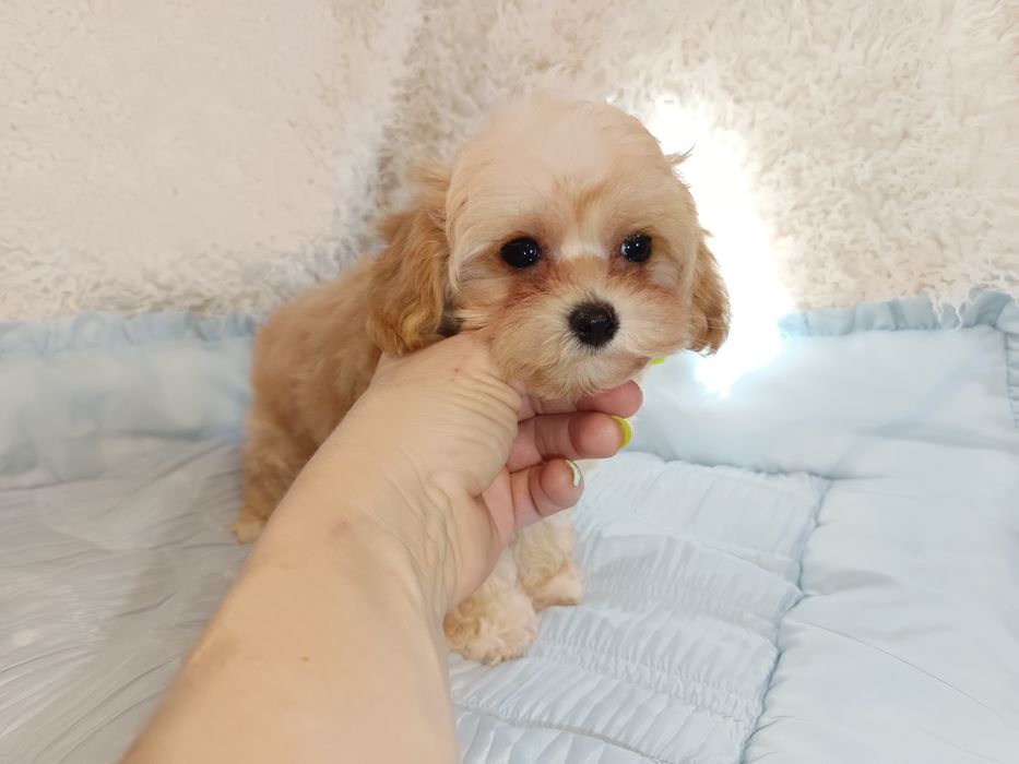 Дві міні дівчинки мальтіпу