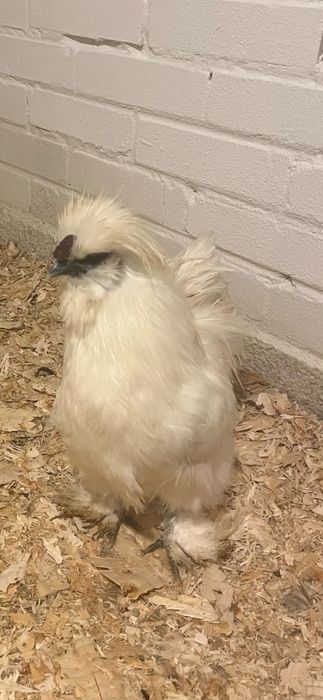 Biały   kogucik silei