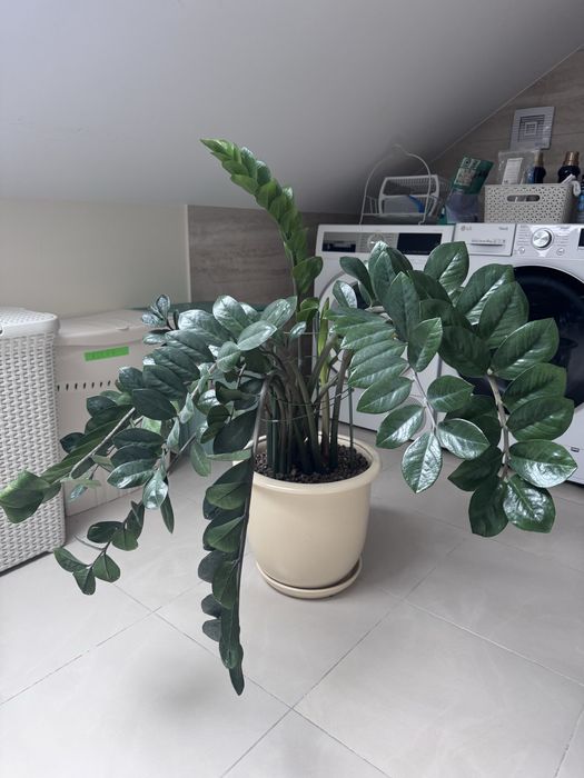 Zamiokulkas duża 13 -letnia roslina