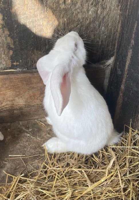 króliki baran francuski