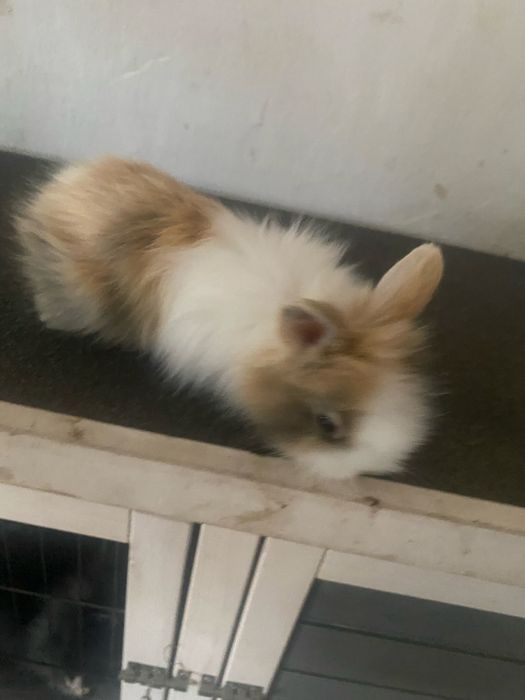 Króliki miniatorowe tedy