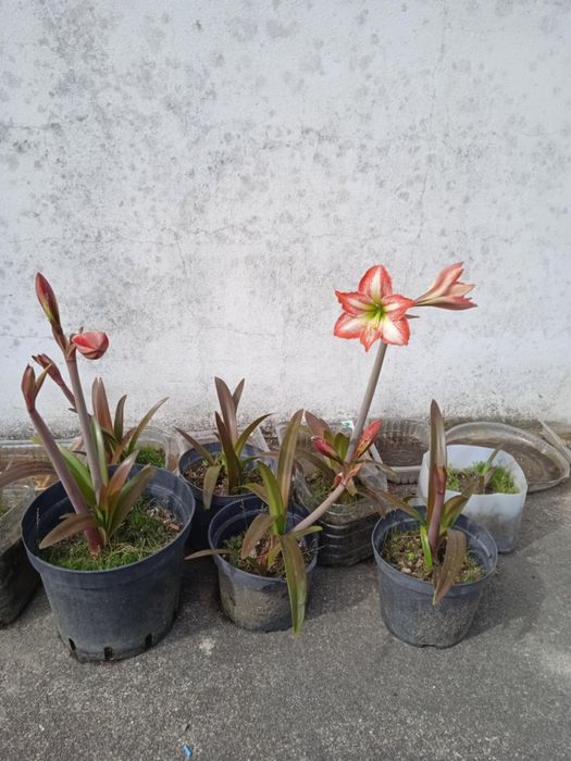Vendo vasos com plantas bonitas para decoração da sua casa