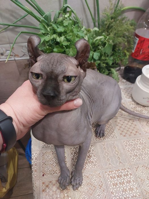 Кот Эльф на вязку
