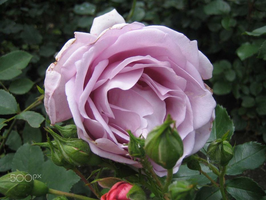 Canon IXUS 40 Aparat cyfrowy zestaw /digital camera retro cybershot