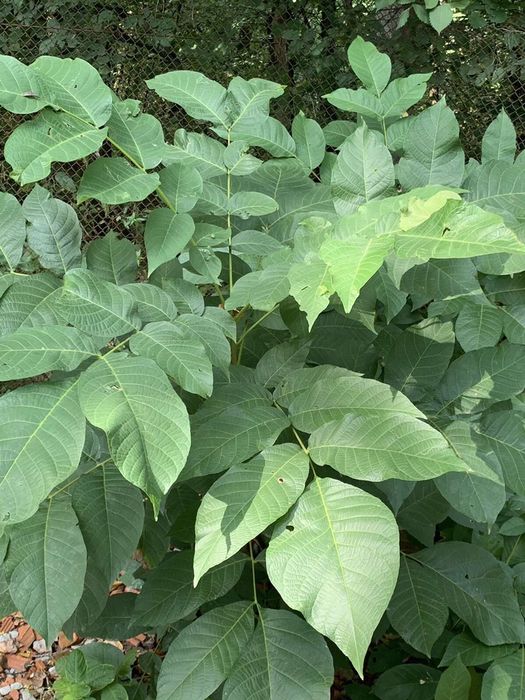 Саженец грецкого ореха